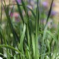 Preview: Mittleres Zittergras (Samen)