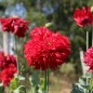 Preview: Mohn Crimson Feathers (Samen)
