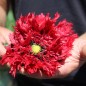 Preview: Mohn Crimson Feathers (Samen)