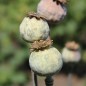 Preview: Mohn Crimson Feathers (Samen)