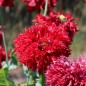 Preview: Mohn Crimson Feathers (Samen)