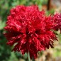 Preview: Mohn Crimson Feathers (Samen)