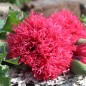 Preview: Mohn Rose Feathers (Samen)