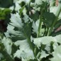 Preview: Mohn Rose Feathers (Samen)