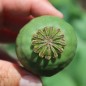 Preview: Mohn Rose Feathers (Samen)