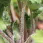 Preview: Mohnbrötchenblume (Samen)