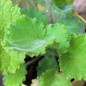 Preview: Mohnbrötchenblume (Samen)