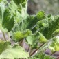 Preview: Mohnbrötchenblume (Samen)