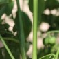 Preview: Morelle Verte (Samen)
