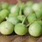 Preview: Morelle Verte (Samen)