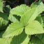Preview: Neu! Moschuserdbeere Capron Royal (Pflanze)
