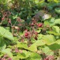 Preview: Neu! Moschuserdbeere Capron Royal (Pflanze)
