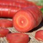 Preview: Möhre Kyoto Red (Samen)