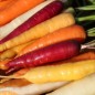 Preview: Möhre Rainbow Blend Mix (Samen)