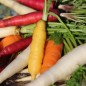Preview: Möhre Rainbow Blend Mix (Samen)