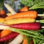 Preview: Möhre Rainbow Blend Mix (Samen)