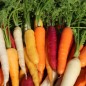 Preview: Möhre Rainbow Blend Mix (Samen)