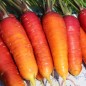 Preview: Möhre Rouge Sang (Samen)