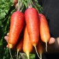 Preview: Möhre Rouge Sang (Samen)