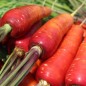 Preview: Möhre Rouge Sang (Samen)