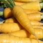 Preview: Möhre Solar Yellow (Samen)