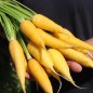 Preview: Möhre Solar Yellow (Samen)