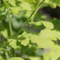 Preview: Mutterkraut golden (Samen)