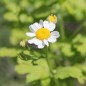 Preview: Mutterkraut golden (Samen)