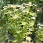 Preview: Mutterkraut golden (Samen)