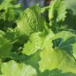 Preview: Stielmus Namenia (Samen)