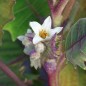 Preview: Naranjilla - Lulo (Samen)