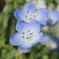 Preview: Nemophila Baby Blue Eyes (Samen)