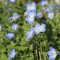 Preview: Nemophila Baby Blue Eyes (Samen)