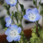 Preview: Nemophila Baby Blue Eyes (Samen)