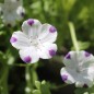 Preview: Nemophila Five Spot (Samen)