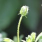 Preview: Nemophila Five Spot (Samen)