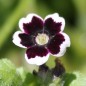 Preview: Nemophila Penny Black (Samen)