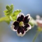 Preview: Nemophila Penny Black (Samen)