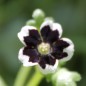 Preview: Nemophila Penny Black (Samen)