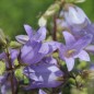 Preview: Neu! Nesselglockenblume (Samen)