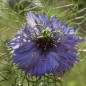 Preview: Nigella Miss Jekyll Indigo Blue (Samen)