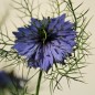 Preview: Nigella Miss Jekyll Indigo Blue (Samen)