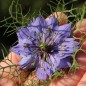 Preview: Nigella Miss Jekyll Indigo Blue (Samen)