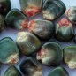 Preview: Gemüsemais Oaxacan Green (Samen)