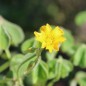 Preview: Oca Abuela Amaya (Pflanze)