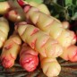 Preview: Oca Abuela Amaya (Pflanze)