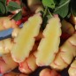 Preview: Oca Abuela Amaya (Pflanze)
