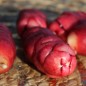 Preview: Oca Adorable Red Cardinal (Pflanze)