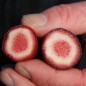 Preview: Oca Adorable Red Cardinal (Pflanze)