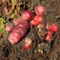 Preview: Oca Adorable Red Cardinal (Pflanze)